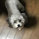 モリヒロ ヒデアキ