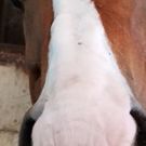 ひらかわ ゆきこ