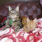 マイクと 心咲とアマリ