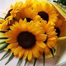 わたなべ かおり