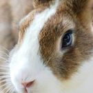 ピンクの うさみみ