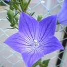 コリアンネットあいち