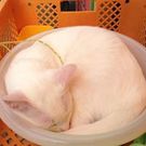 たけうち さやか