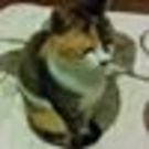 コットンマム渡邊