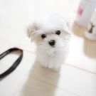 さとう よしひこ