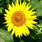 たかすくみこ たかすくみこ