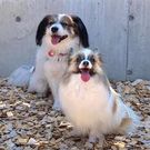 パピヨン さくらとチビ