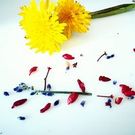 静岡こころの支援員