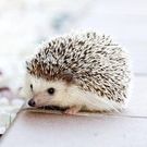 いしがみ ゆみこ